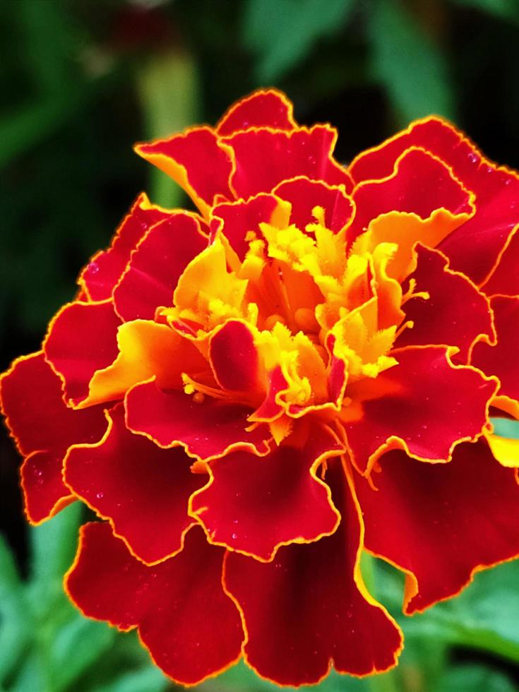 Marigold or Indian carnation.
Beautiful orange flower marigold in the garden.
Indian carnation. photo