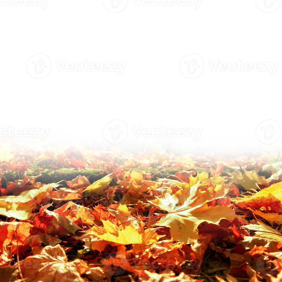 Colorful bright leaves falling in autumnal park. photo