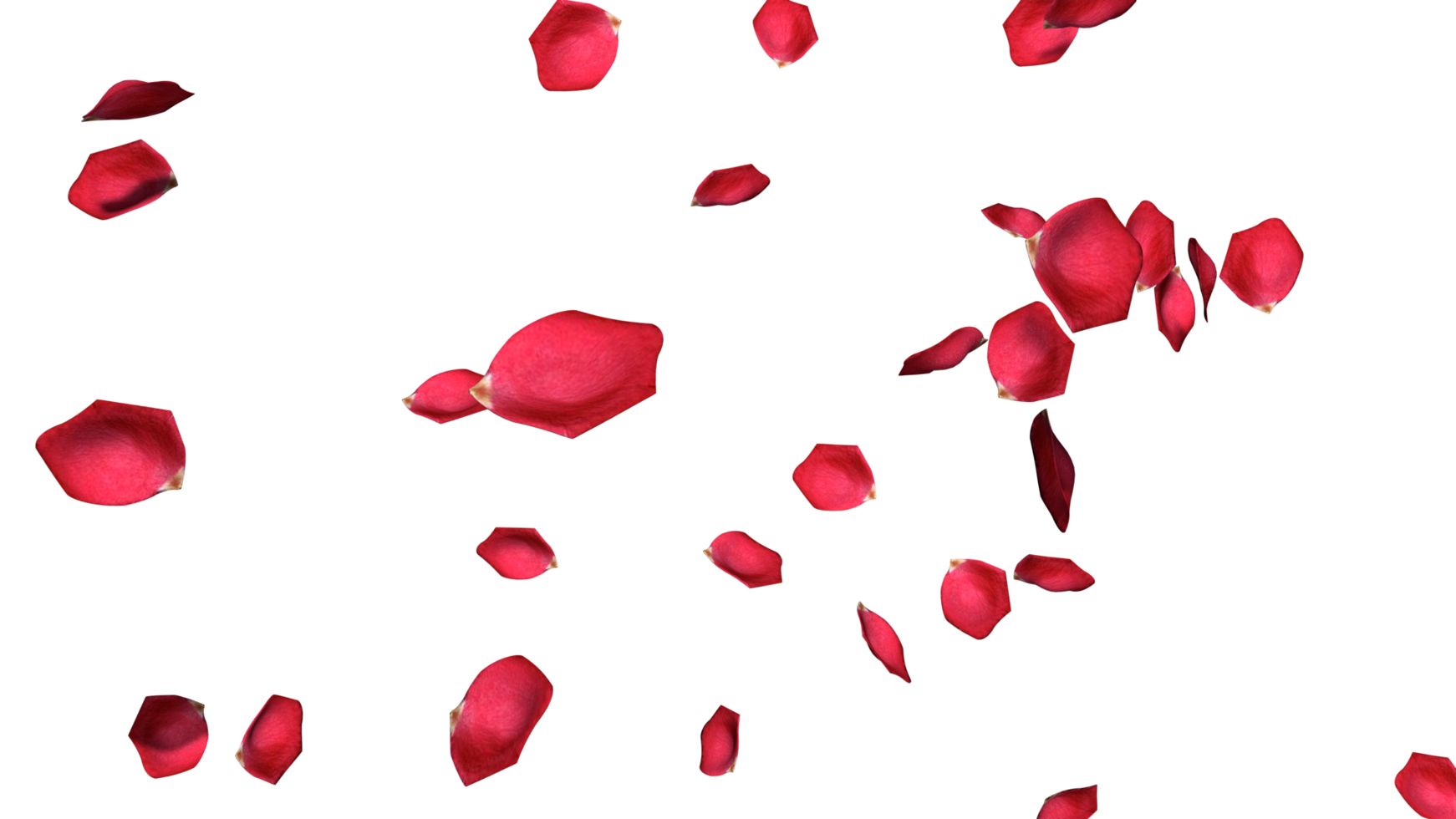 Rose Flower Isolated Falling Effects, Happy Valentines Day, Mother Day, 3D Rendering png