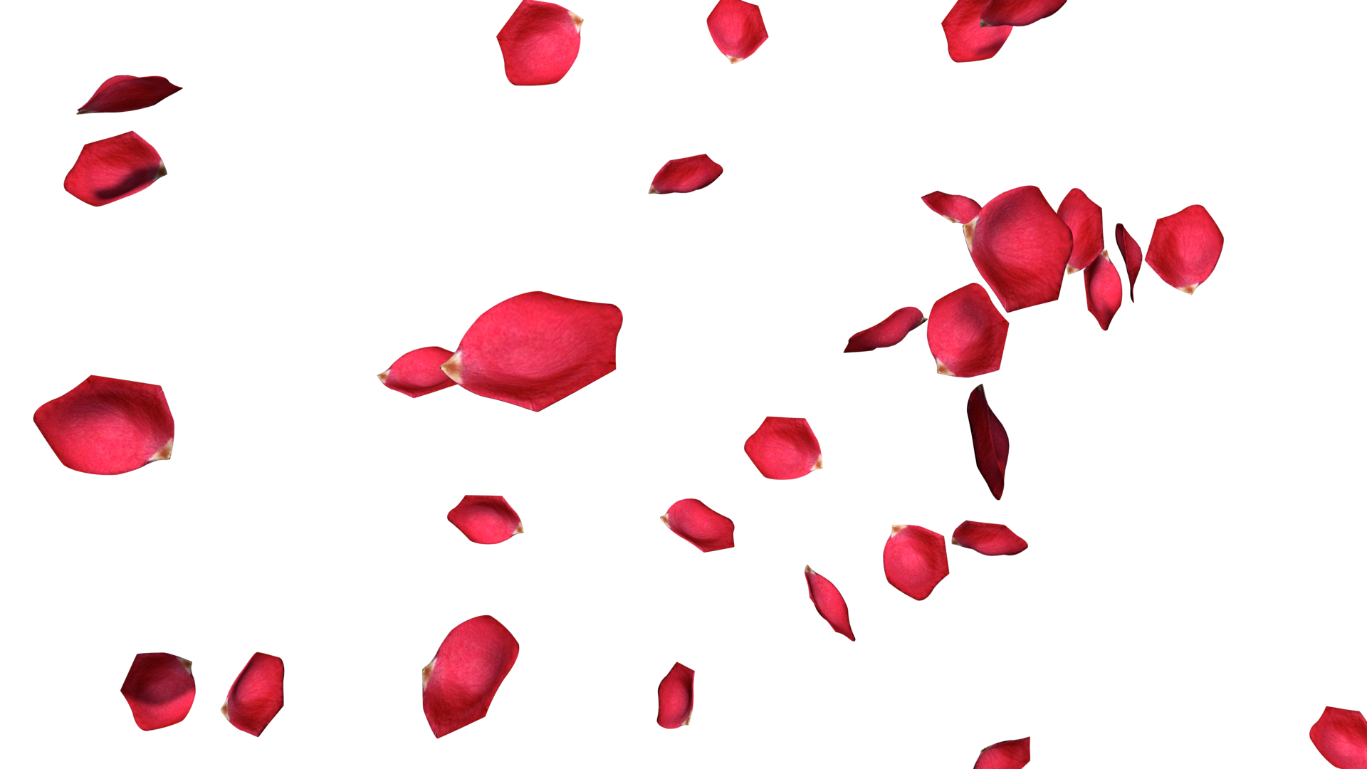 Rose Flower Isolated Falling Effects, Happy Valentines Day, Mother Day