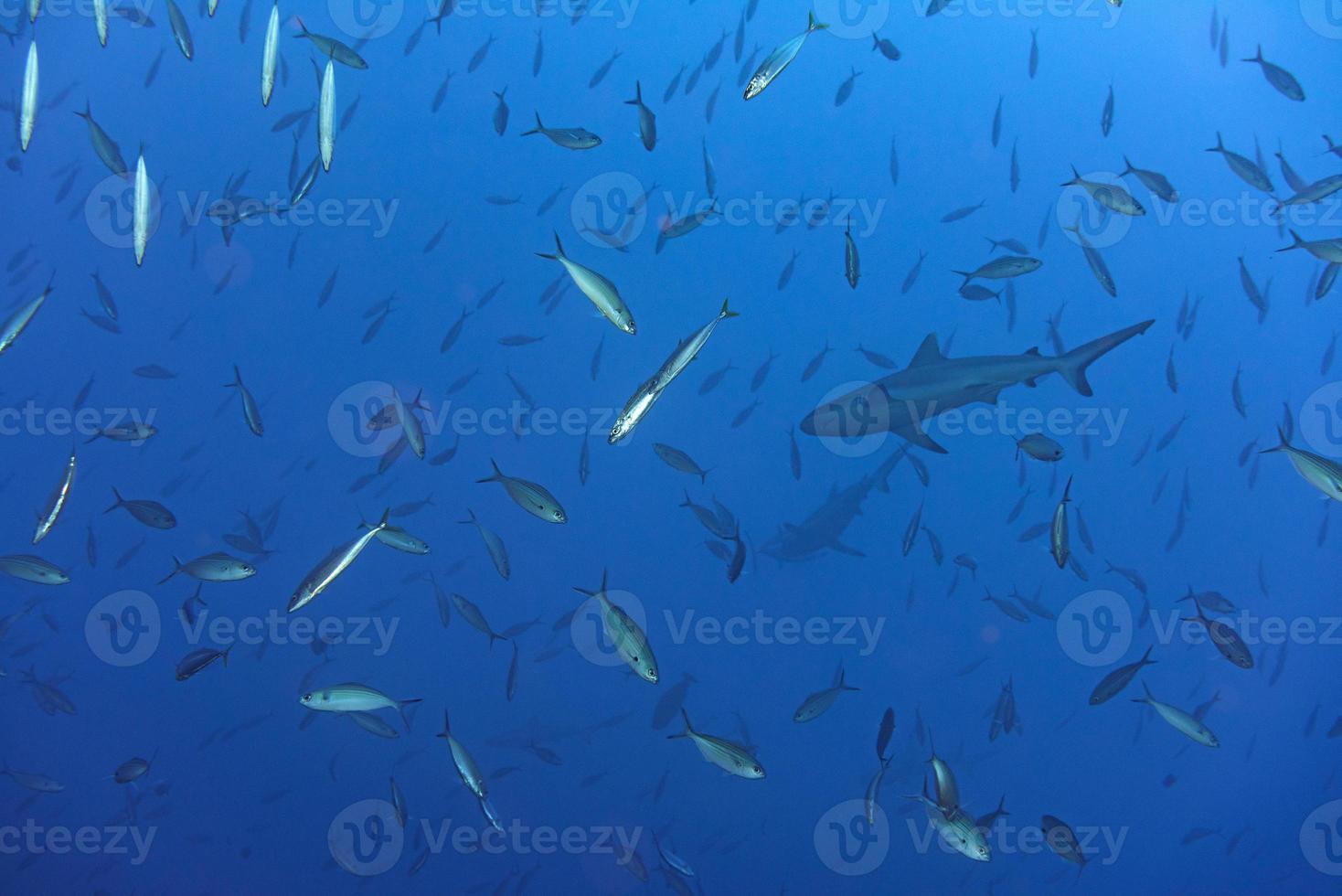 two Grey sharks ready to attack underwater in the blue photo