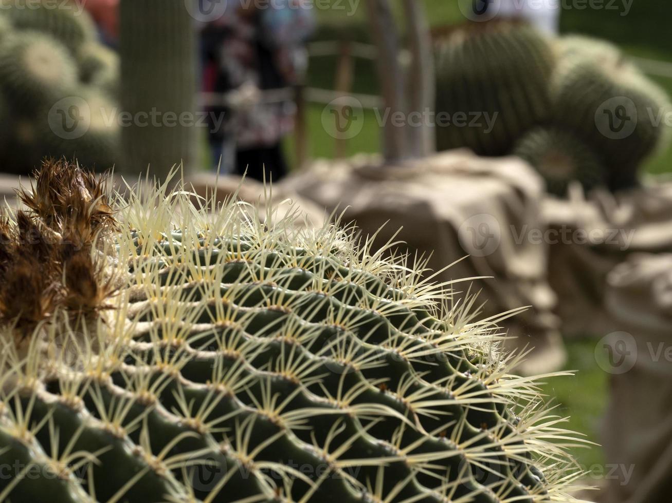 Cactus close up detail photo