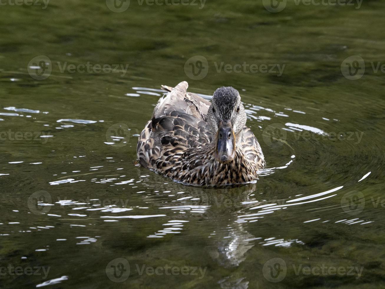 pato salvaje en el lago foto