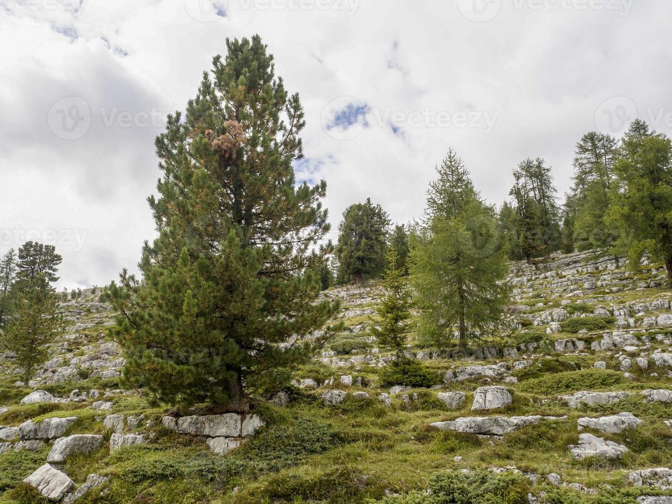 groundhog parliament dolomites fanes valley photo