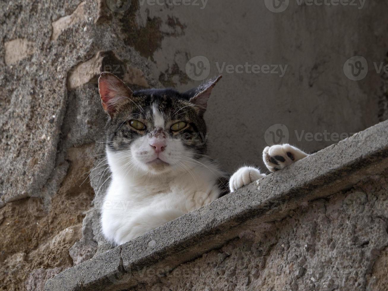 cat at the window relaxing in rome looking at you photo