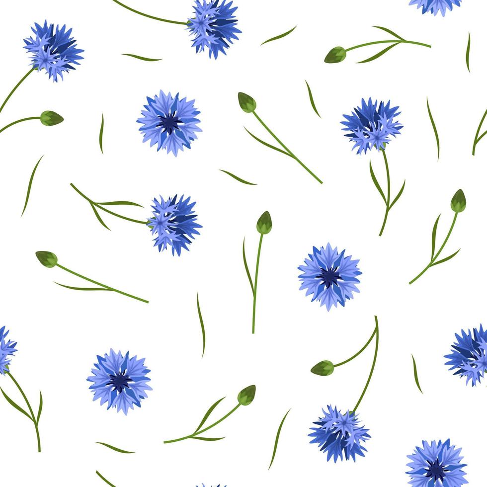 Seamless floral pattern with blue corn flowers on white background vector