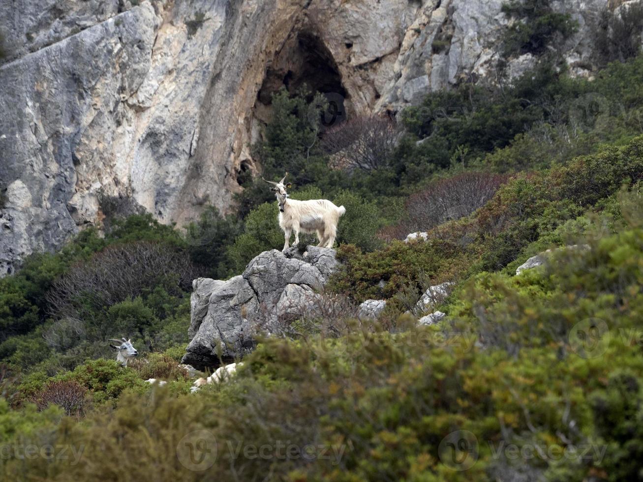 mountain goat on rocks in sardinia photo