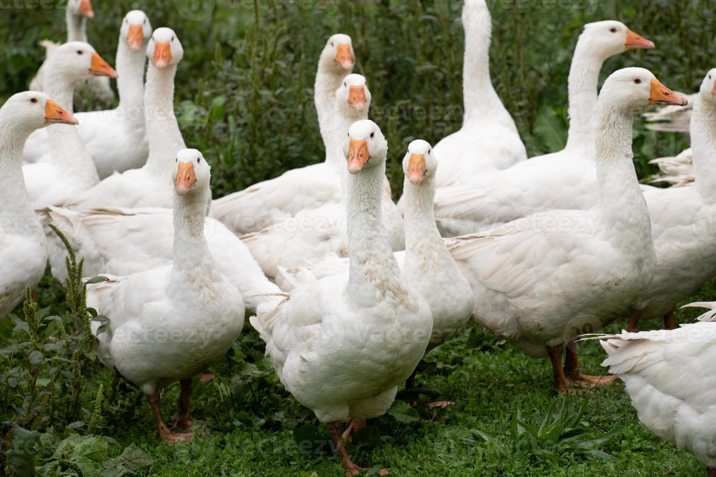 un grupo de gansos domésticos blancos se encuentra en un prado verde y húmedo. los pájaros se enfrentan a la cámara. foto