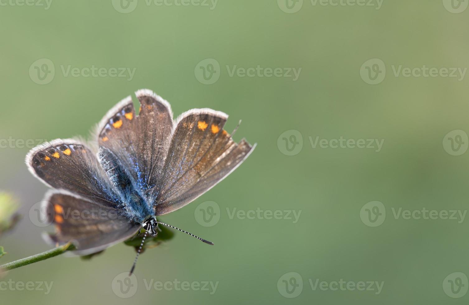 A brown butterfly with yellow dots and a blue body is perched on a branch against a green background. The butterfly has spread its wings. The wings are defective at the edge. photo