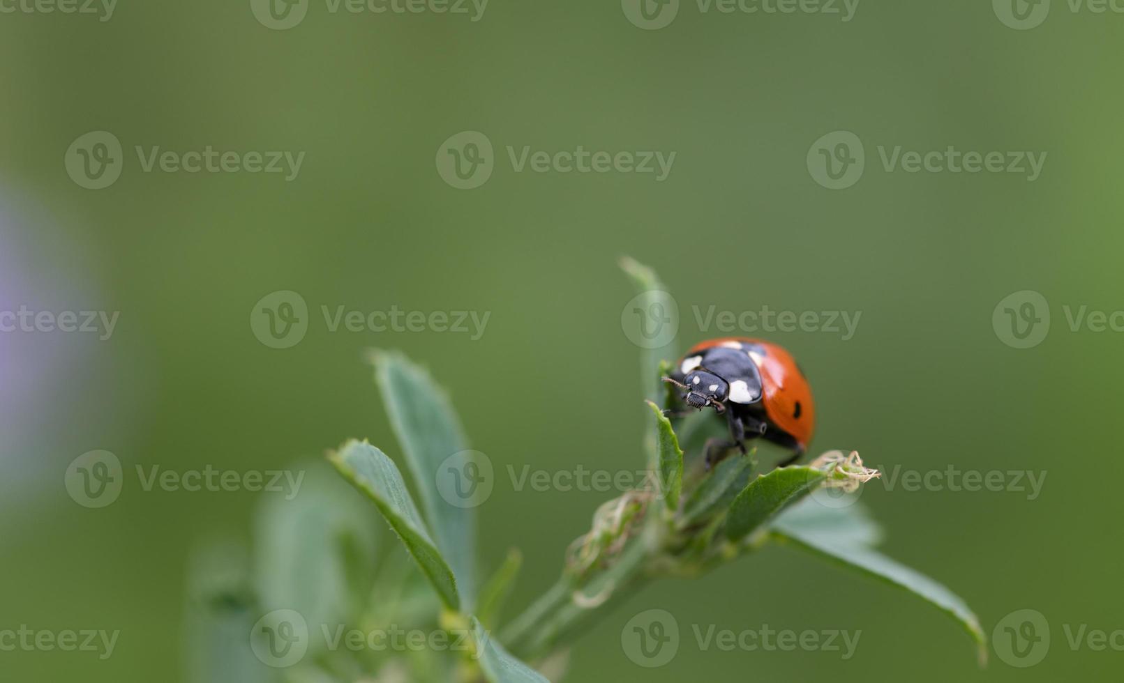 A small red ladybug, a seven-spot, sits on a branch with green leaves against a green background in nature photo