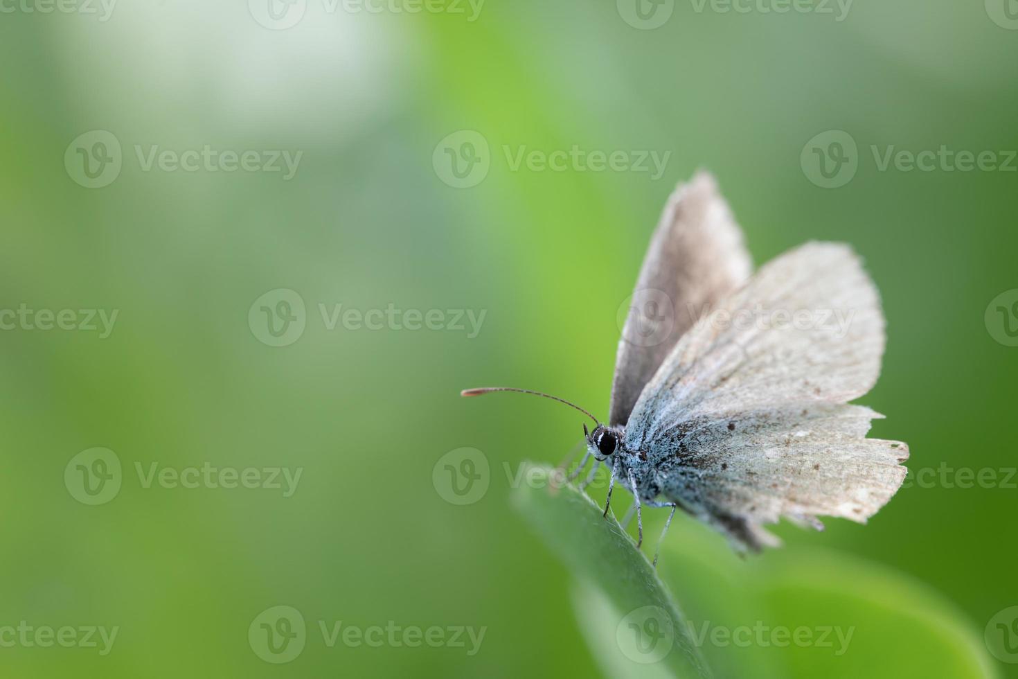 Close-up of a butterfly, an older blue, perched on a long leaf against a green background in the sunshine. The insect's wings are frayed. photo