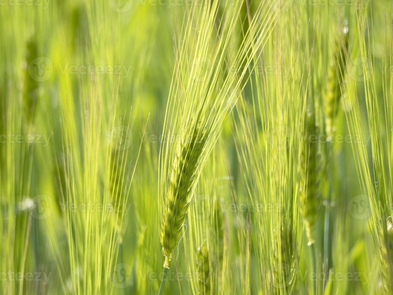 campo de trigo verde en primavera foto