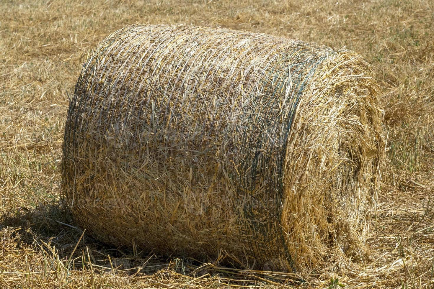 harvested hay ball in the field in summer photo