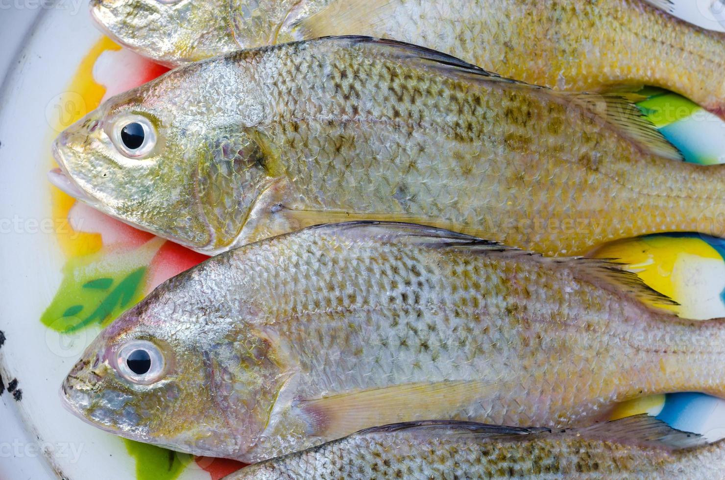 Fresh Fish for Seafood Cooking photo
