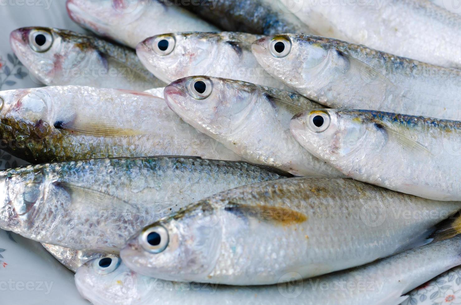 Fresh Mullet Fish for Cooking photo