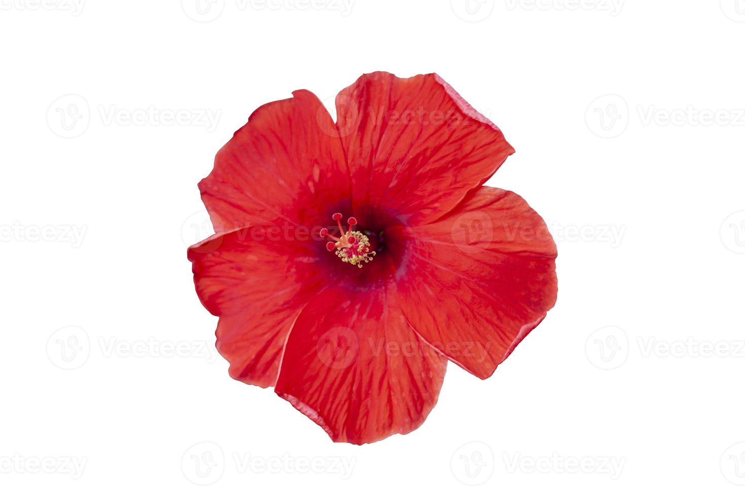 Red hibiscus flower, chinese rose or thailand call chaba isolated on white background included clipping path. photo
