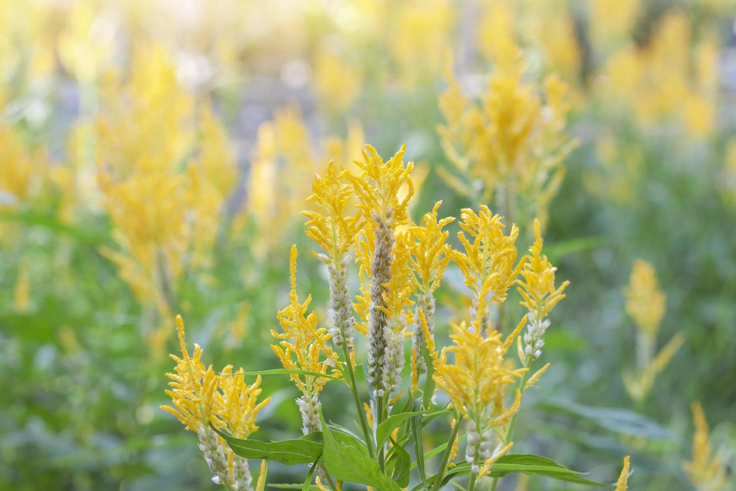 Yellow Celosia Plumosa or Castle Series bloom with sunlight in garden on blur nature background. photo