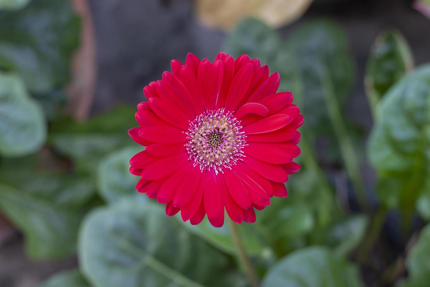 Top view of beautiful red gerbera flower bloom in the garden on blur nature background. photo
