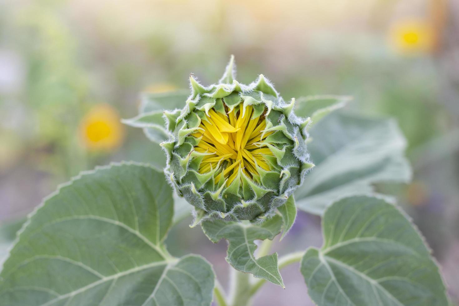 Young Sunflower bud in the garden with sunlight on blur nature background. photo