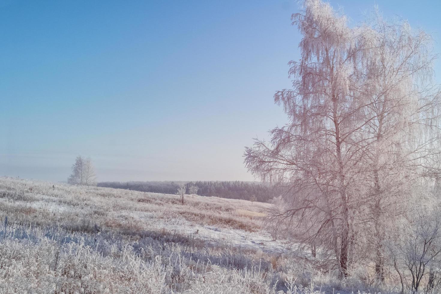 Winter sunny landscape with a birch in hoarfrost and a clean field. photo