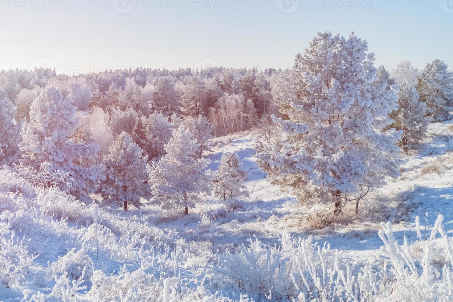 Winter landscape with a forest hollow flooded with sunlight. photo