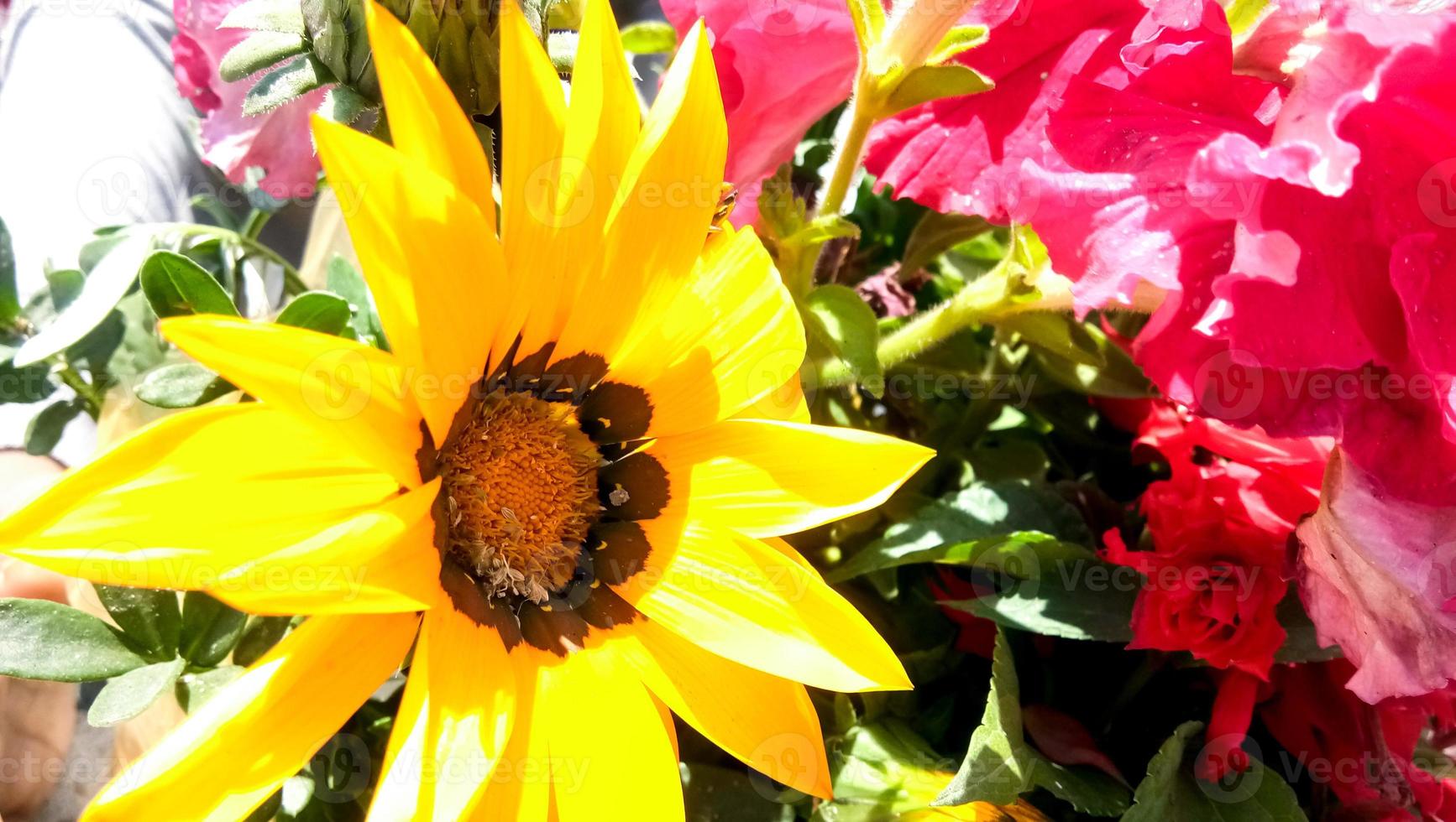 margarita amarilla, osteospermum. terraza con flores amarillas y planta de jardín foto