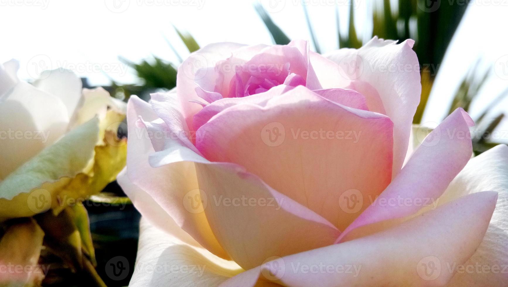 Colorful, beautiful, delicate rose in the garden photo