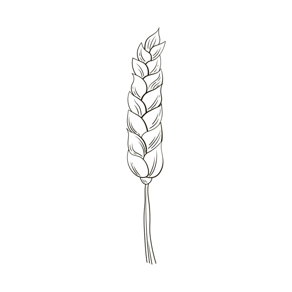Ear of wheat in hand drawn style isolated on white background for poster, label or bakery shop menu, food sketch for packaging design vector
