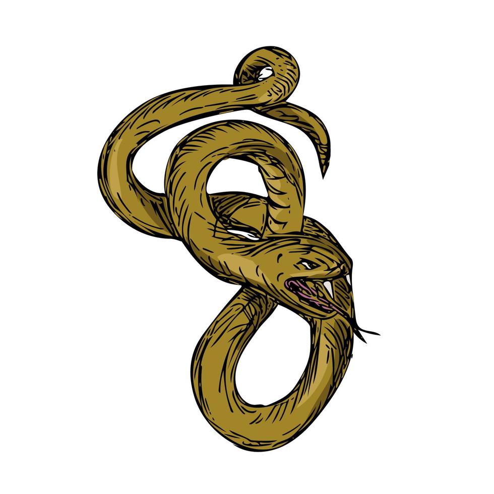 Viper Coiled Ready To Pounce Drawing vector