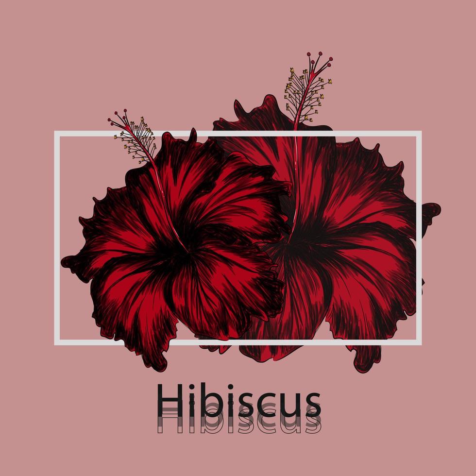 red hibiscus flower. pink background and white border hand drawn vector illustration