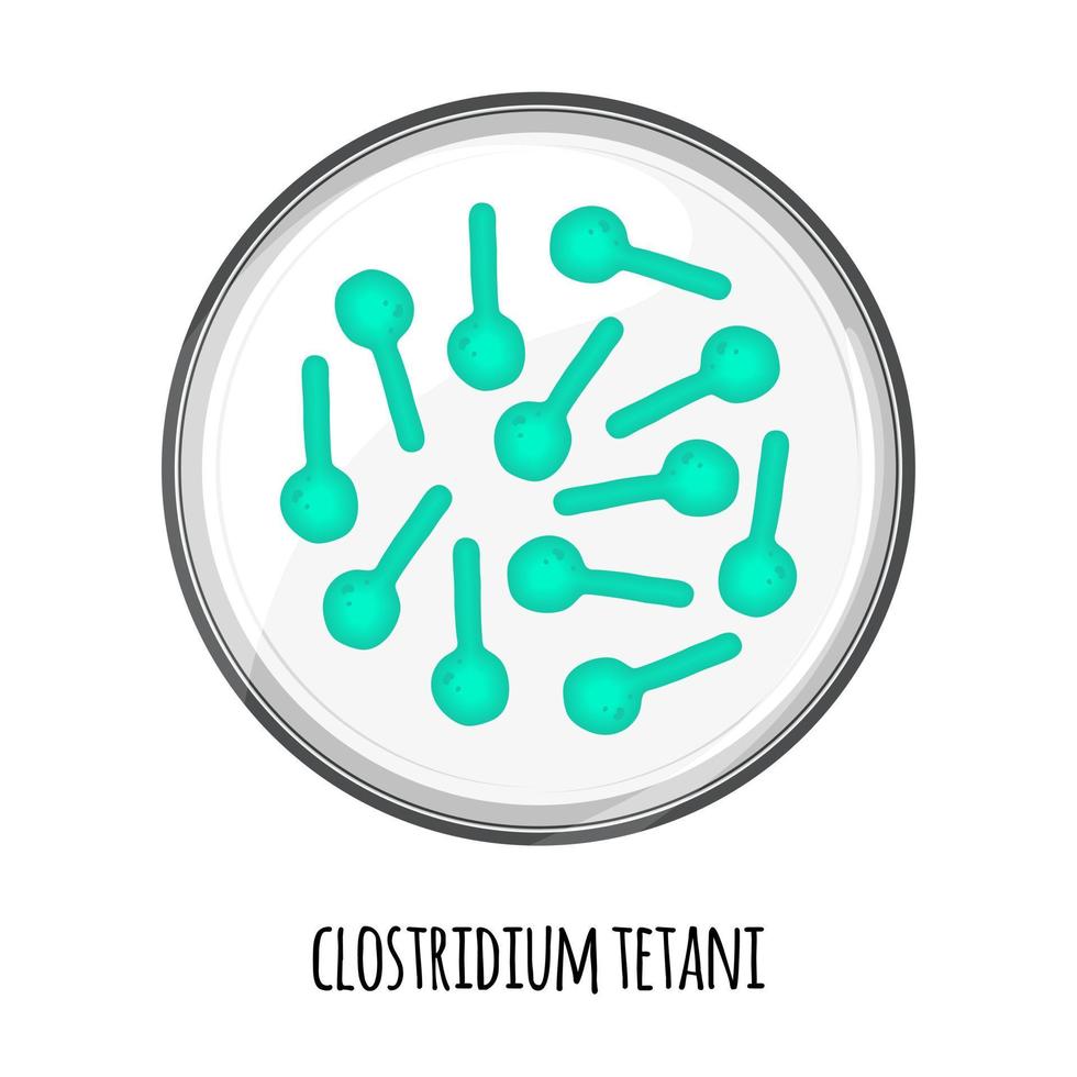 el microbioma humano de clostridium tetani en una placa de Petri. imagen vectorial bifidobacterias, lactobacilos. bacterias de ácido láctico. ilustración en un estilo plano. vector