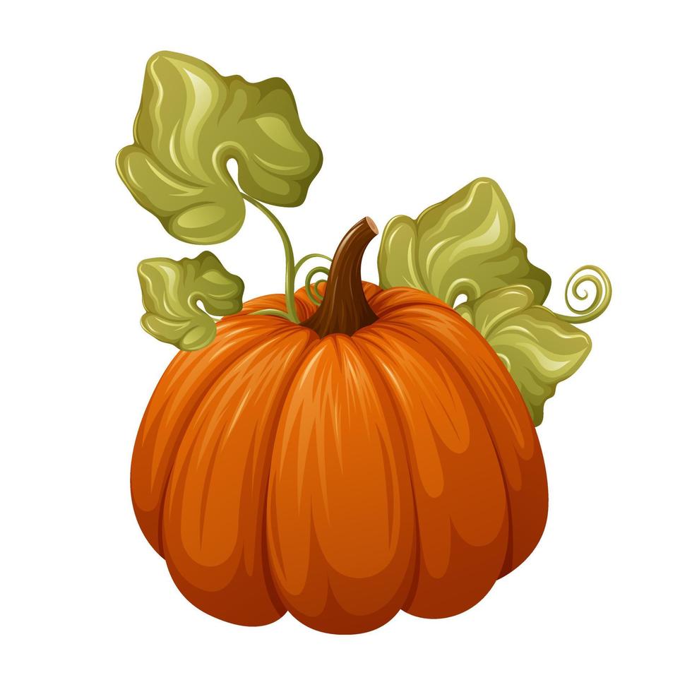 Pumpkin with leaves. Cartoon vector illustration of season vegetable, garden plant.