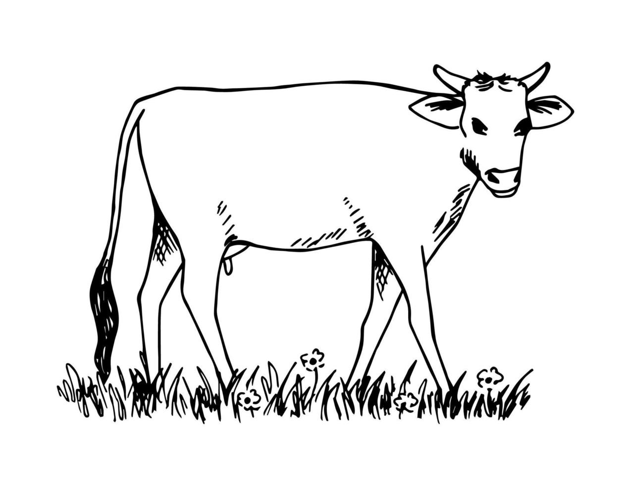 Hand-drawn simple vector drawing in black outline. Side view of a full-length cow, grazing in a meadow, grass and flowers. For prints, labels, dairy products. Farm animal, ranch.