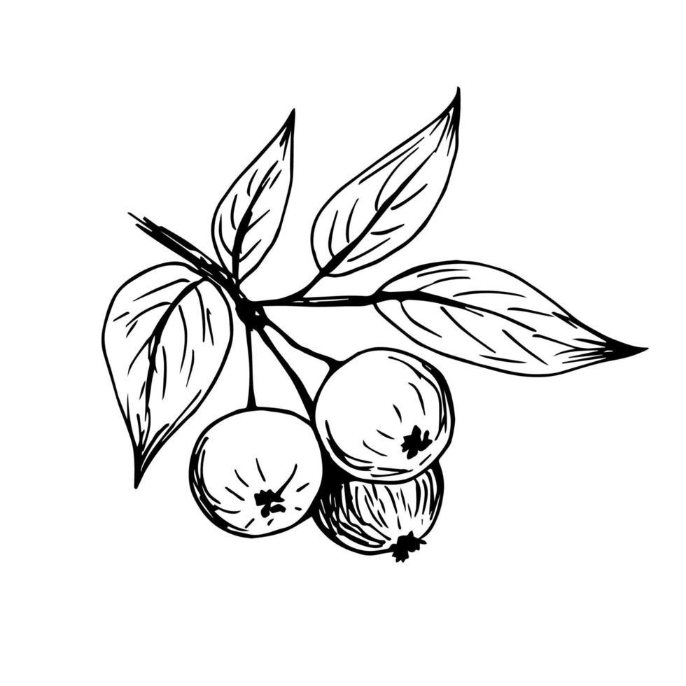 Hand-drawn vector ink sketch. Branch with apples and leaves isolated on white background. Garden fruits, farm crops, for prints, labels.