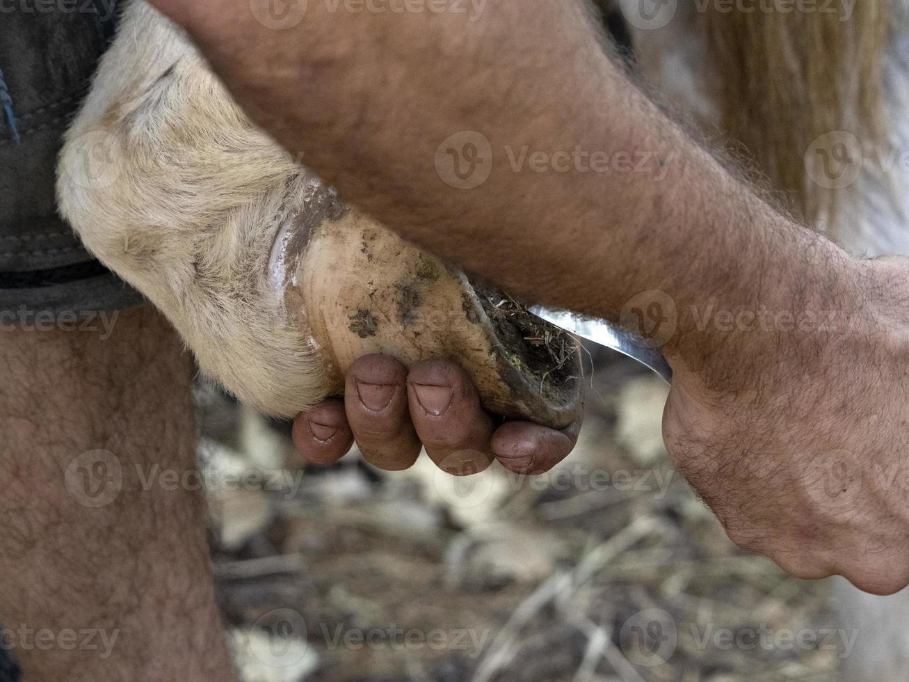 Blacksmith shoeing a donkey and cleaning hoof photo