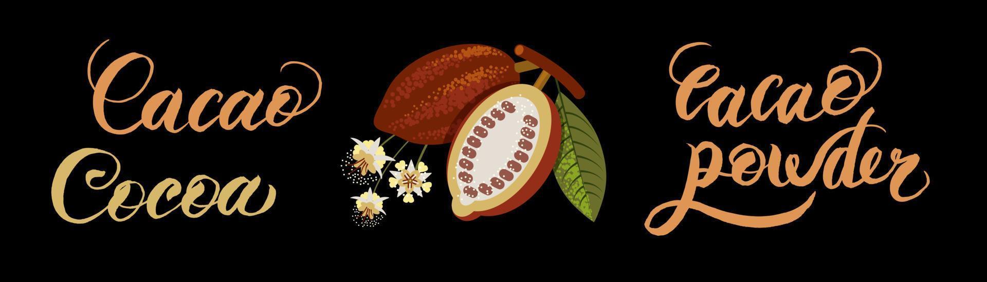 Vector superfood drawing template. Fruit, leaf and bean engraving. Organic healthy food chocolate packaging, cacao banner, poster, label.