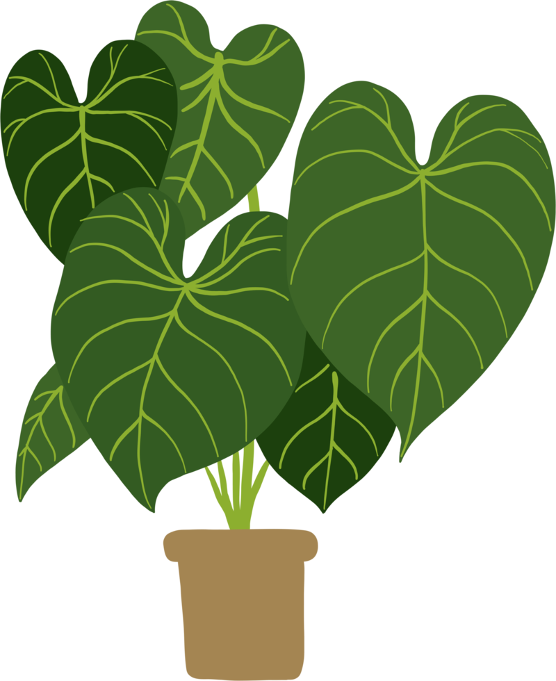 Einfachheit Philodendron gloriosum Zimmerpflanze Einfachheit Freihand zeichnen flaches Design. png