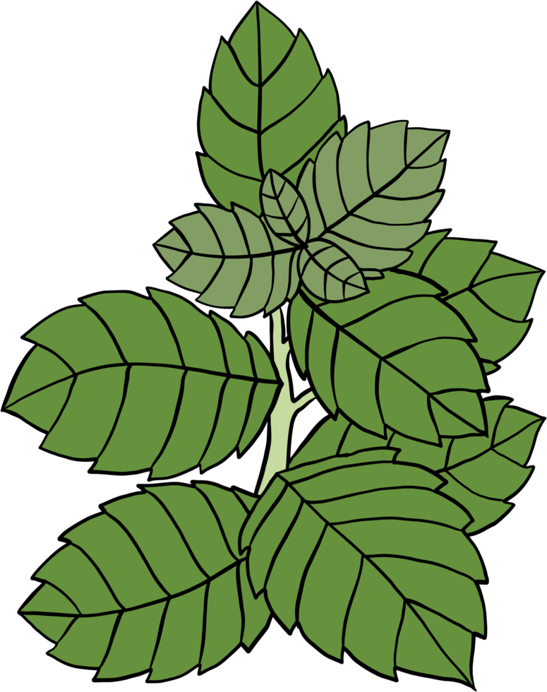 doodle dessin à main levée de menthe. png