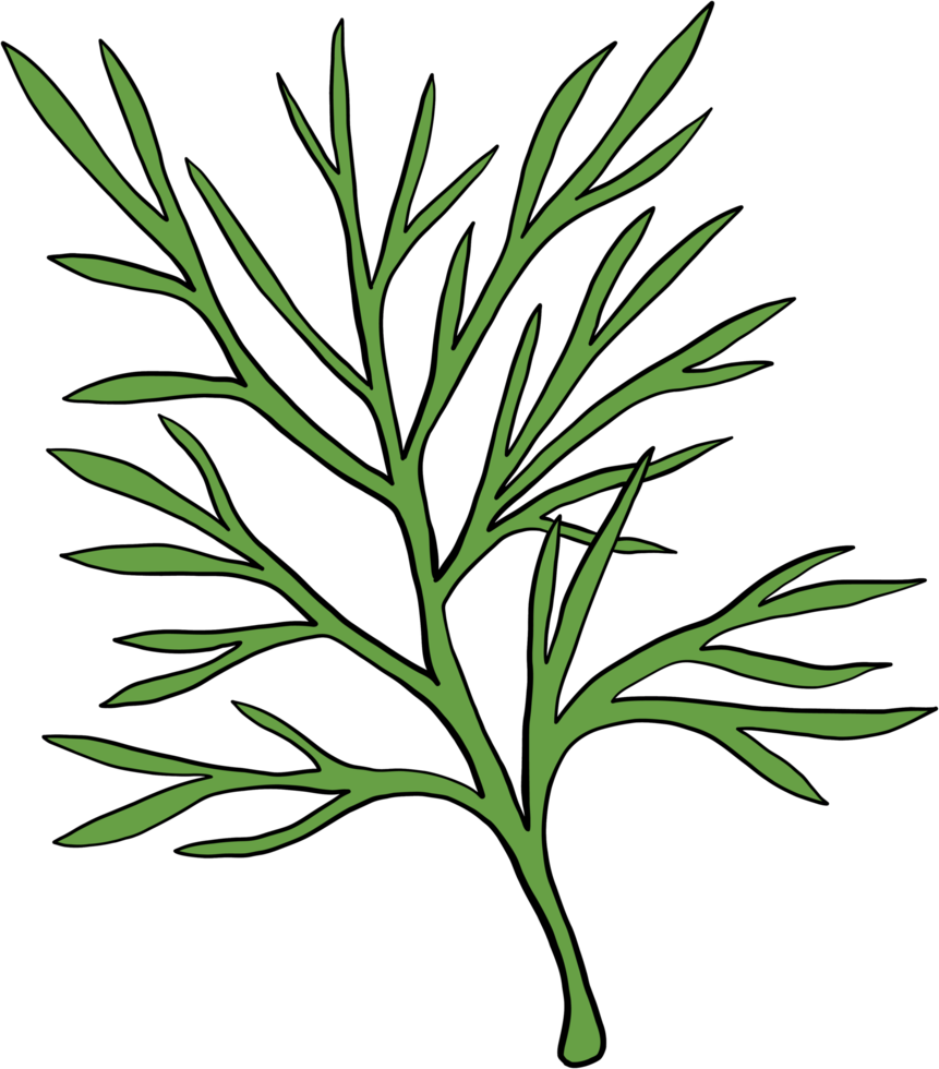 doodle freehand sketch drawing of dill. png