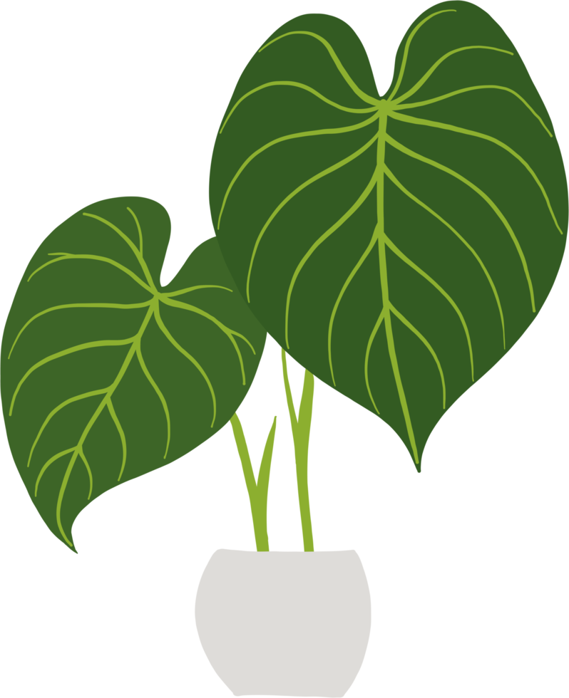 simplicity philodendron gloriosum houseplant simplicity freehand drawing flat design. png