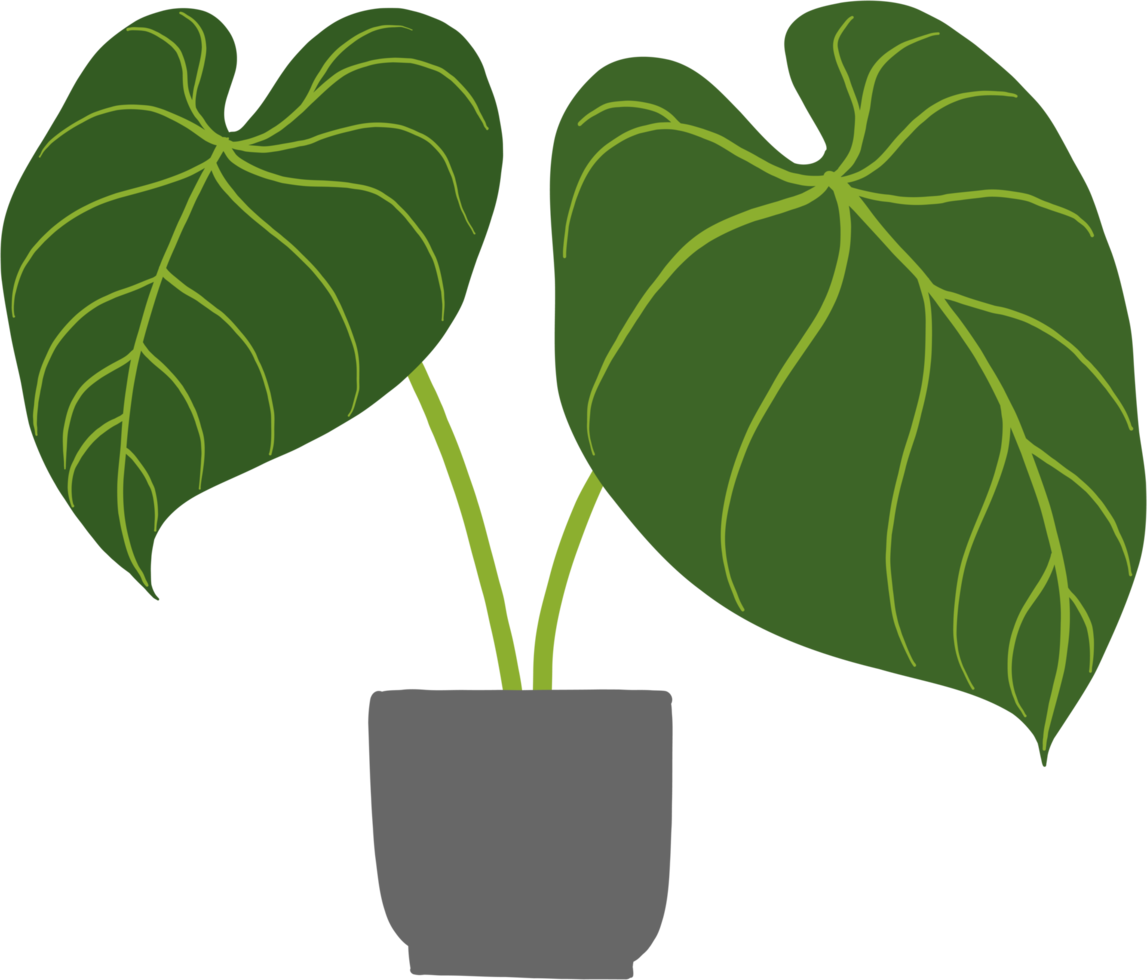 simplicity philodendron gloriosum houseplant simplicity freehand drawing flat design. png