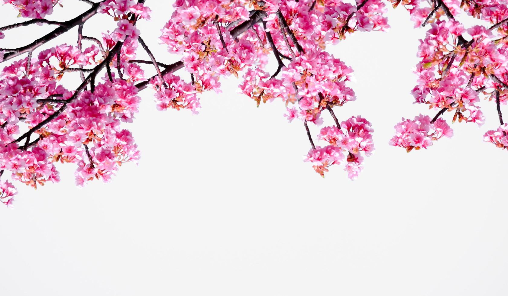 Soft pastel color Beautiful cherry blossom Sakura blooming with fading into pastel pink sakura flower,full bloom a spring season in japan photo