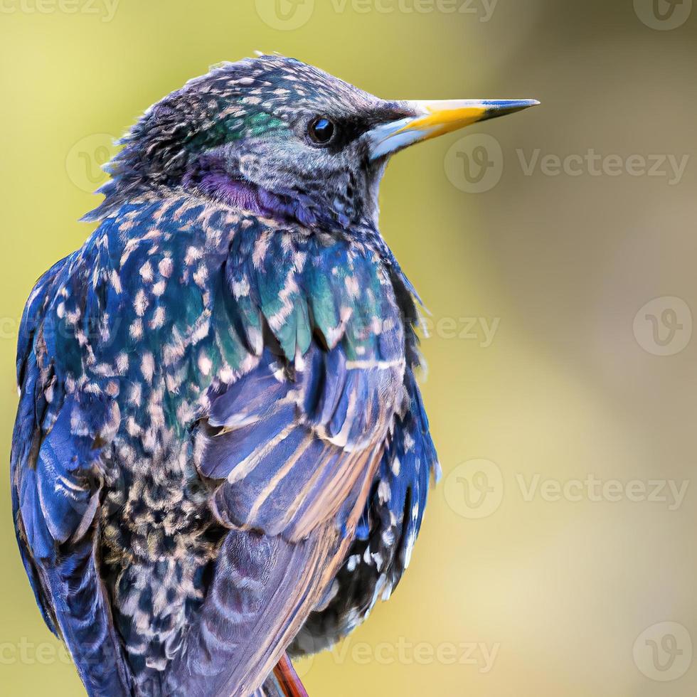 Starling bird, bokeh background premium photo