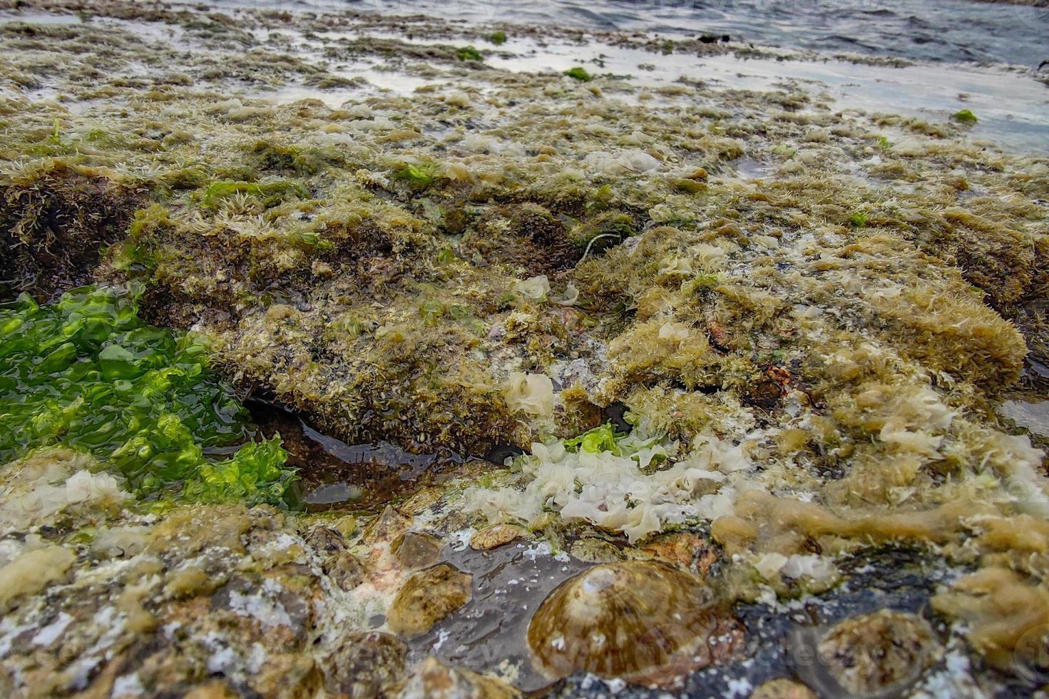 boccadasse genoa old village stone beach algae photo