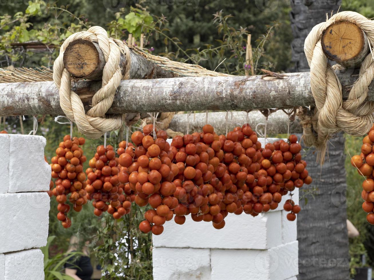 italian tomato hanging to sun photo