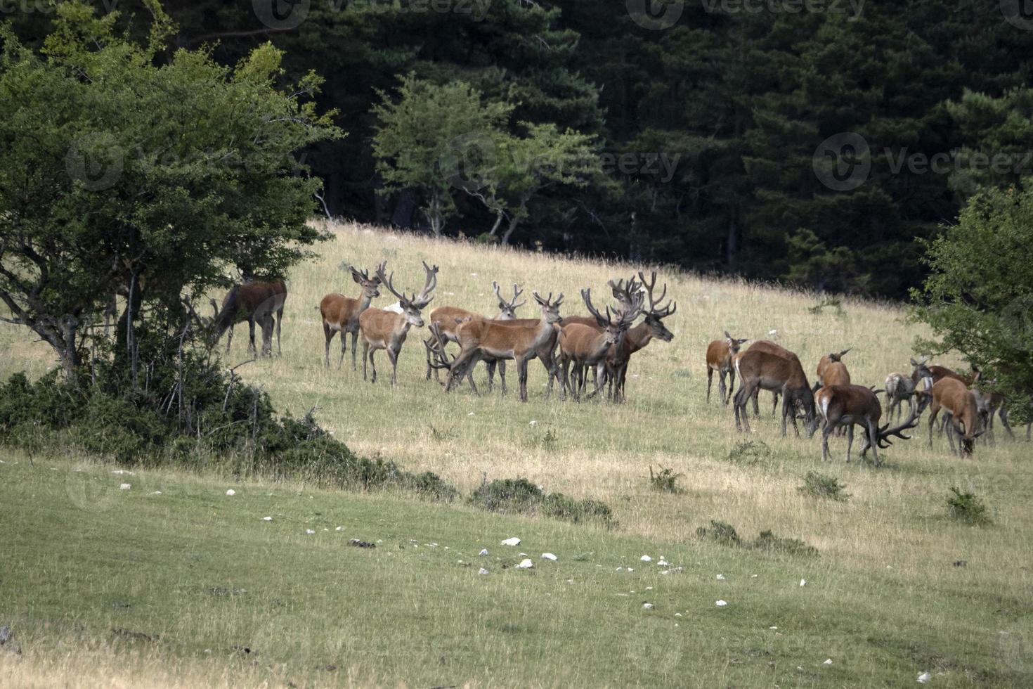 European deer portrait in summer photo