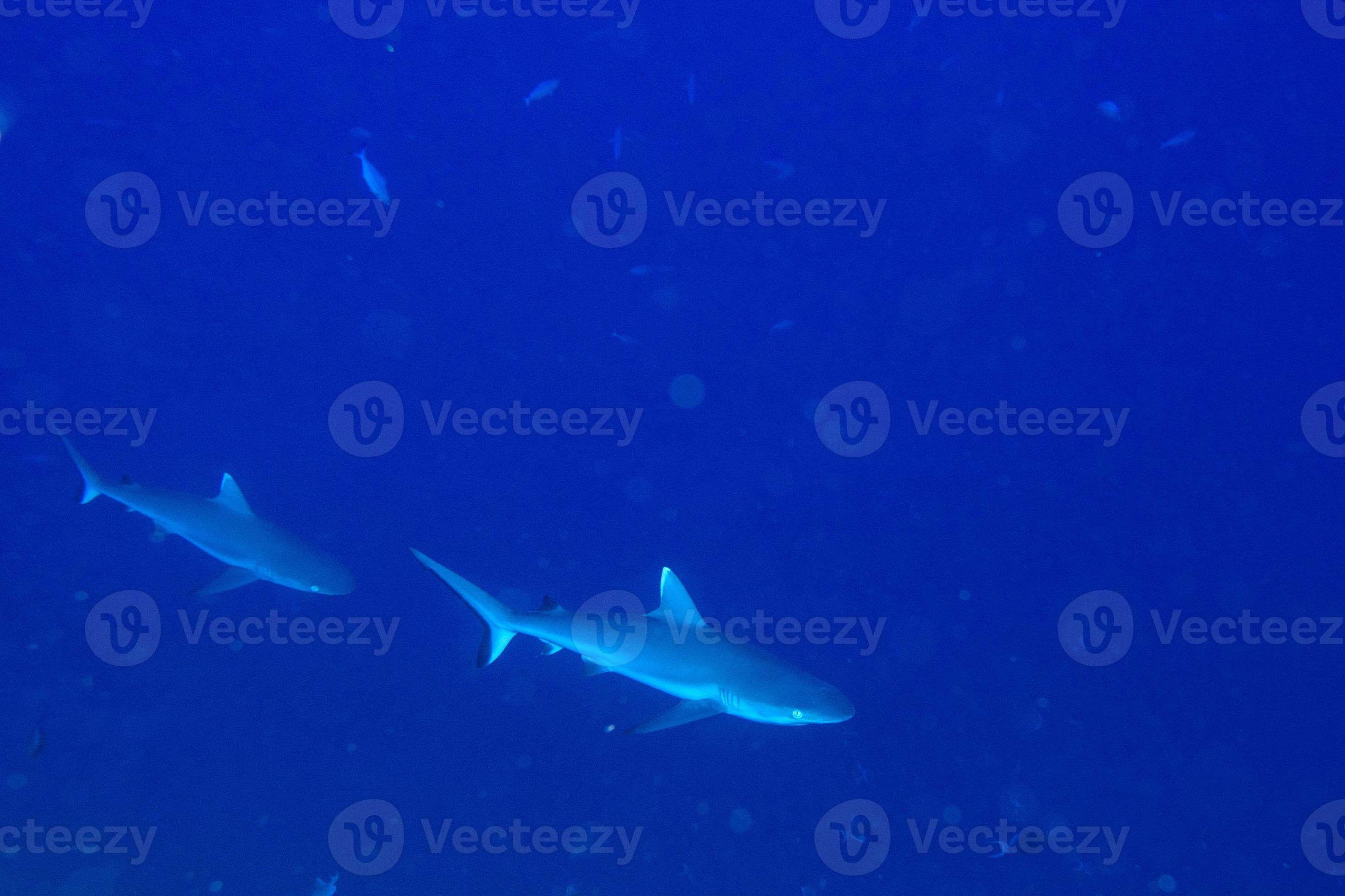 white tip reef shark ready to attack underwater 11966079 Stock Photo at