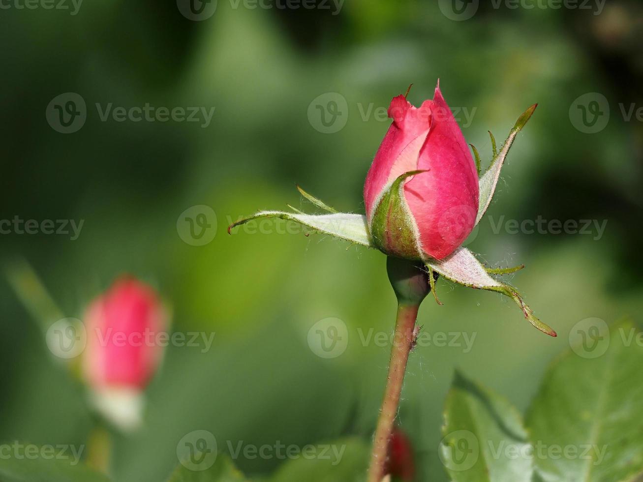 closed pink rose bud close up macro photo