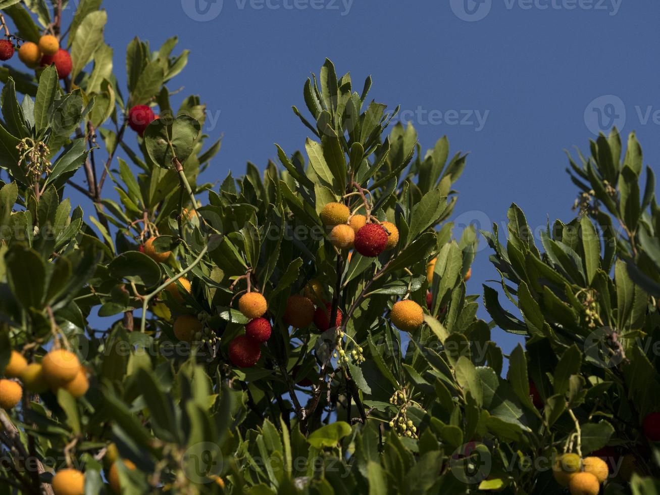 Strawberry fruit tree in Liguria, Italy photo