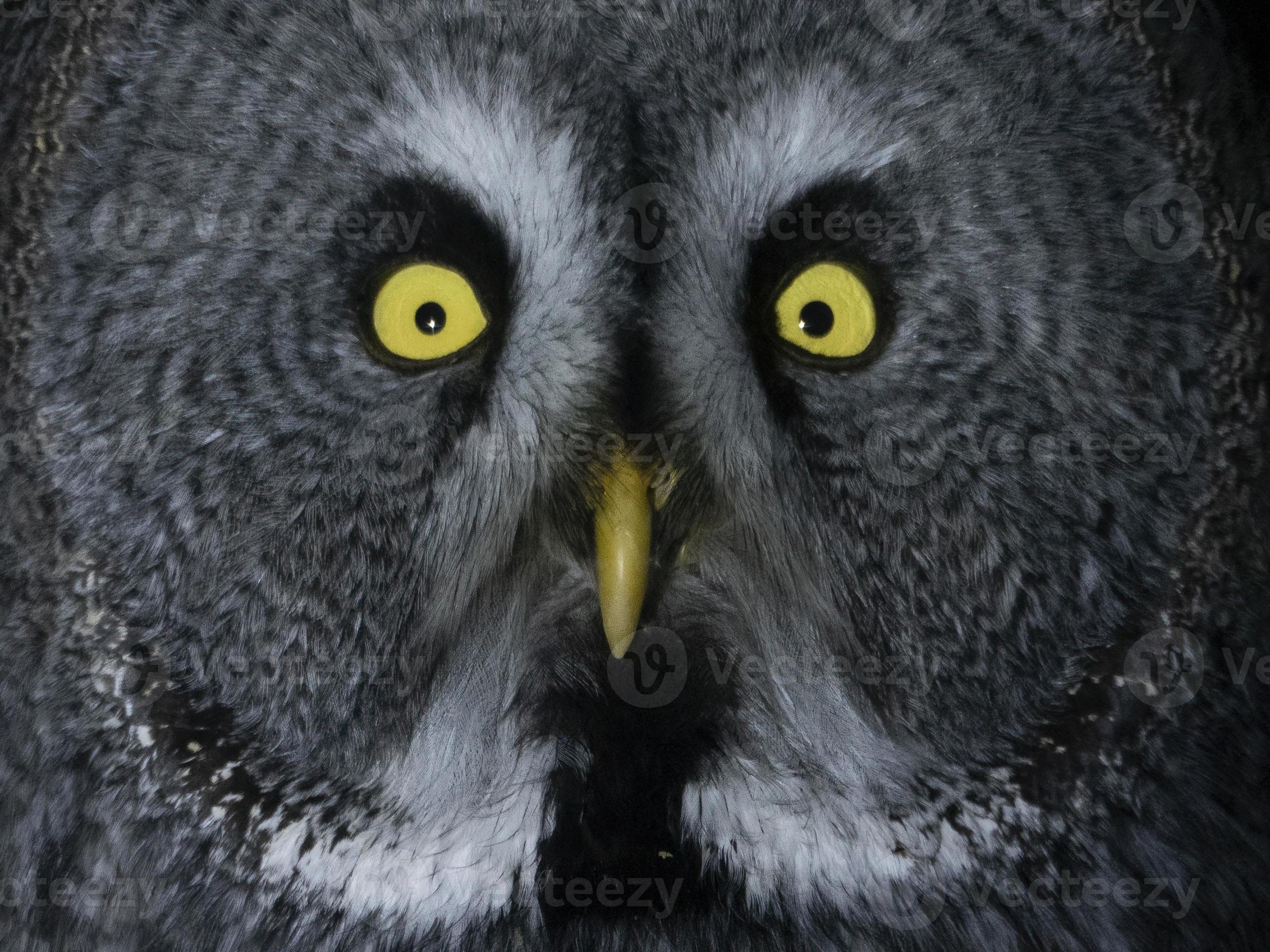 owl portrait looking at you isolated on black 11966223 Stock Photo at
